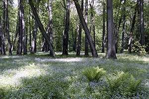 Голубые цветочки. Фото Николай Миловидов