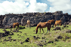 Easter Island Wild Horses. Photo by Nikolay Milovidov