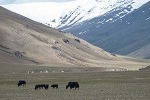 Yaks in Little Tibet. Photo by Nikolay Milovidov